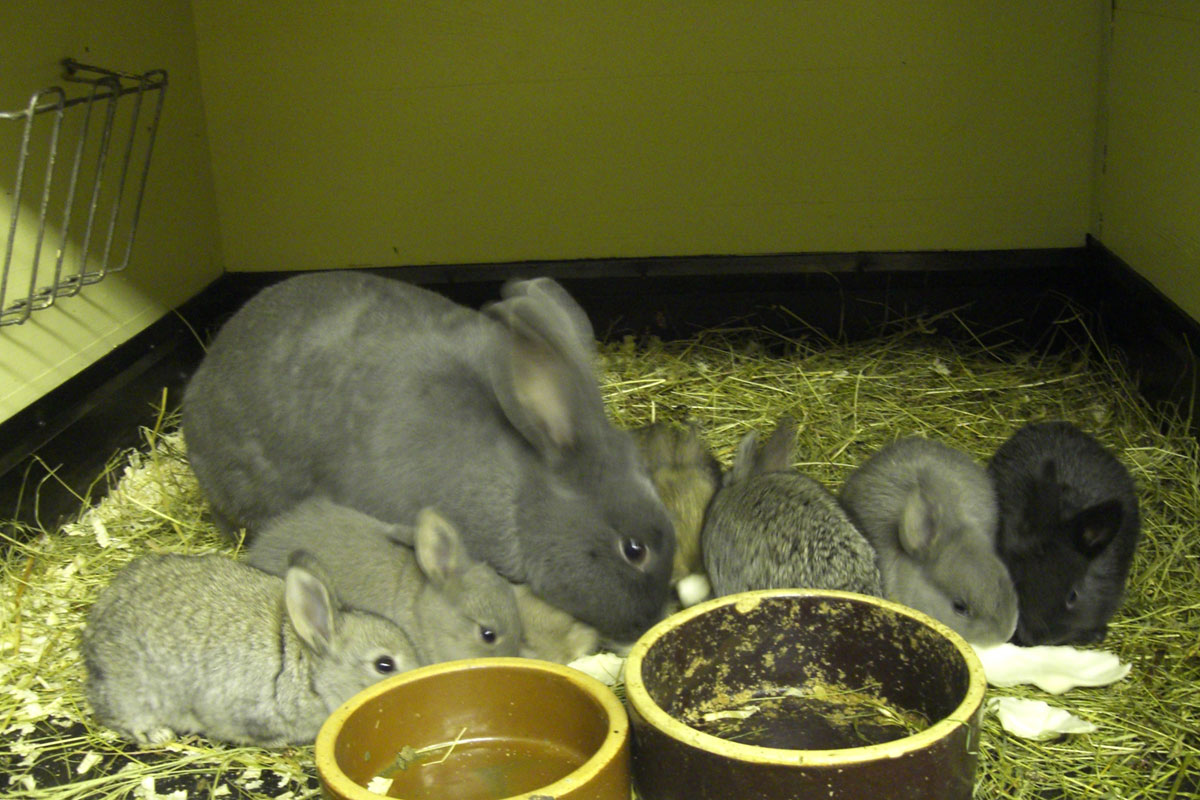 Tiere hautnah - Kaninchen