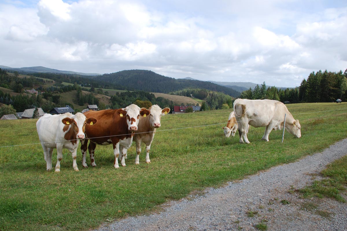 Tiere hautnah - Kühe