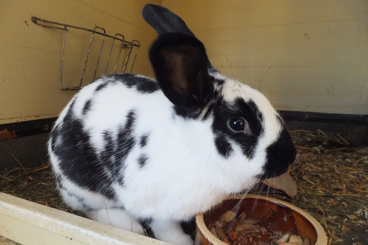 Tiere hautnah - schwarz-weißes Kaninchen
